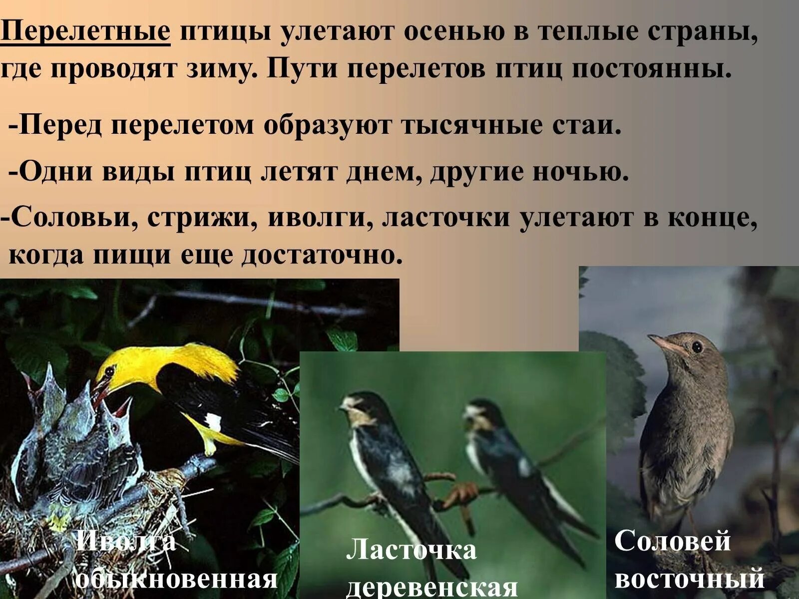 Приспособления к образу жизни птиц. Сезонные явления в жизни птиц. Приспособление птиц к сезонным явлениям природы. Сезонные явления в жизни птиц перелеты птиц. Куда улетают птицы зимой.