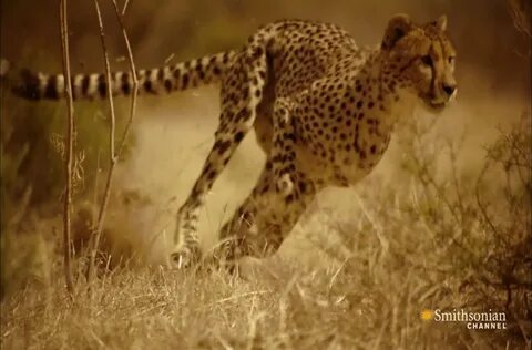 A cheetah is able to accelerate from 0-60 mph in less than three seconds.In...