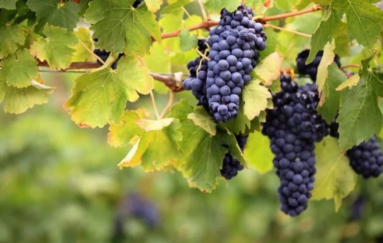 Виноград это фрукт или ягода. Виноград относится к фруктам или ягодам. Красивые плоды виноград. Узум ТЕЗКОР.