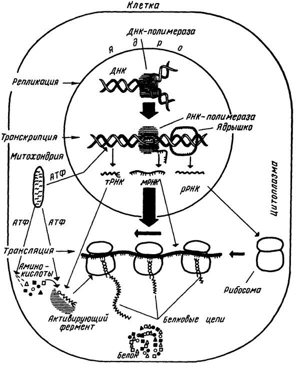 Схема биосинтеза белка в живой клетке. Общая схема биосинтеза белка схема. Синтеза ядерных белков