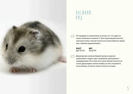 Сегодня какие карты открыт хомяка