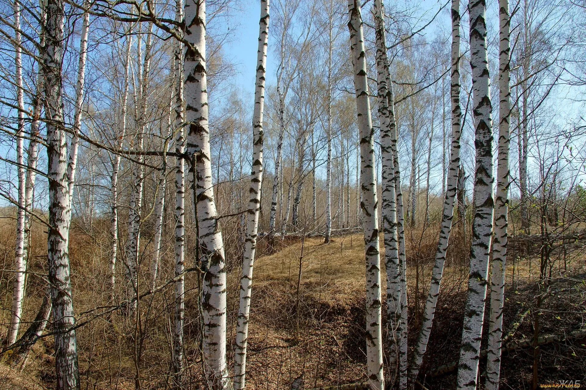 береза ранней весной