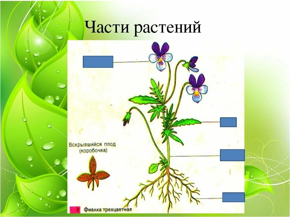 Строение и разнообразие растений. Части растения. строение растения. части растений для детей. части строения растения.