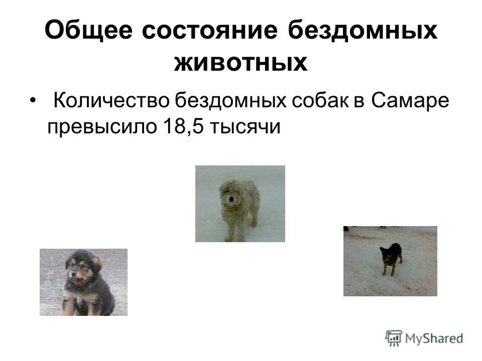 Количество бездомных животных. Количество бездомных животных