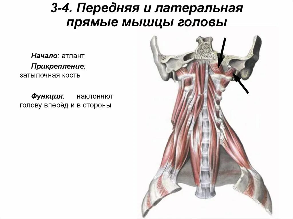 Функция латеральной мышцы. Передняя и боковая прямые мышцы головы. функция латеральной прямой мышцы головы:. передняя и латеральная прямая мышца головы. длинная мышца головы и шеи.