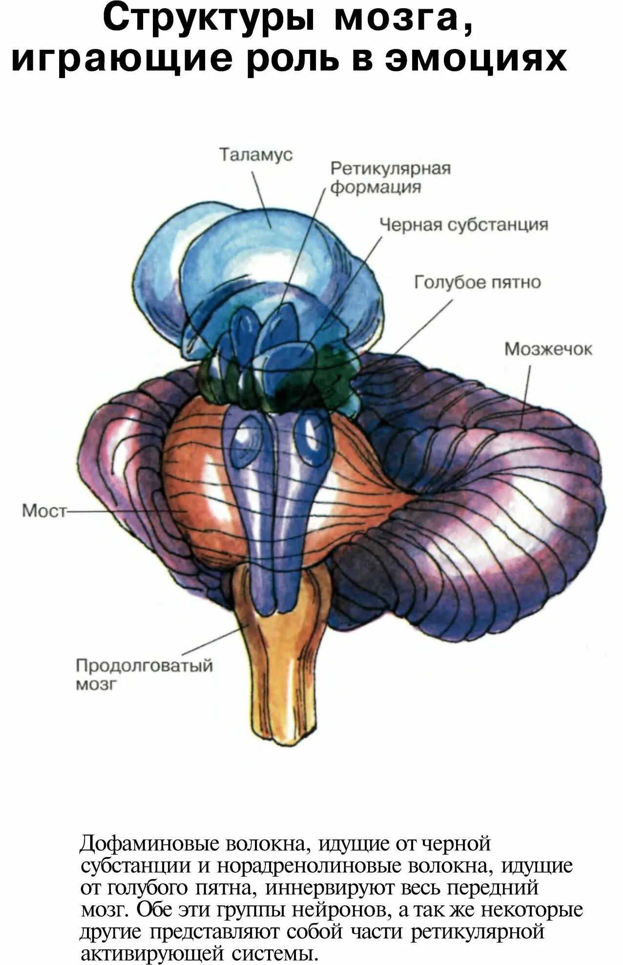 Голубое пятно ретикулярной формации. Голубое пятно ретикулярной формации ствола мозга. Ядра шва ретикулярная формация. Таламус (Thalamus, зрительный бугор).