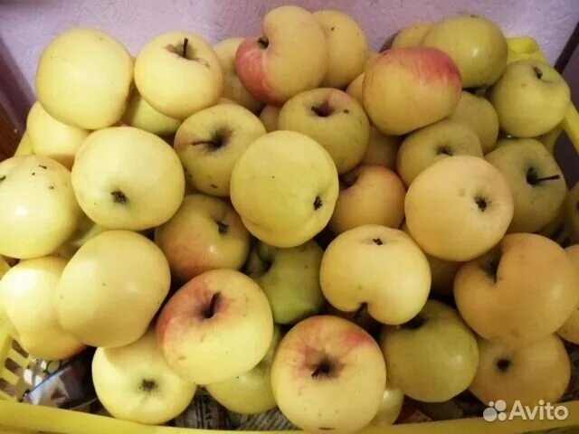 Сорт яблок куйбышевское. Яблоня полукарлик куйбышевское. Яблоня кутузовец. Яблоня сорт куйбышевское. Яблоня куйбышевское.