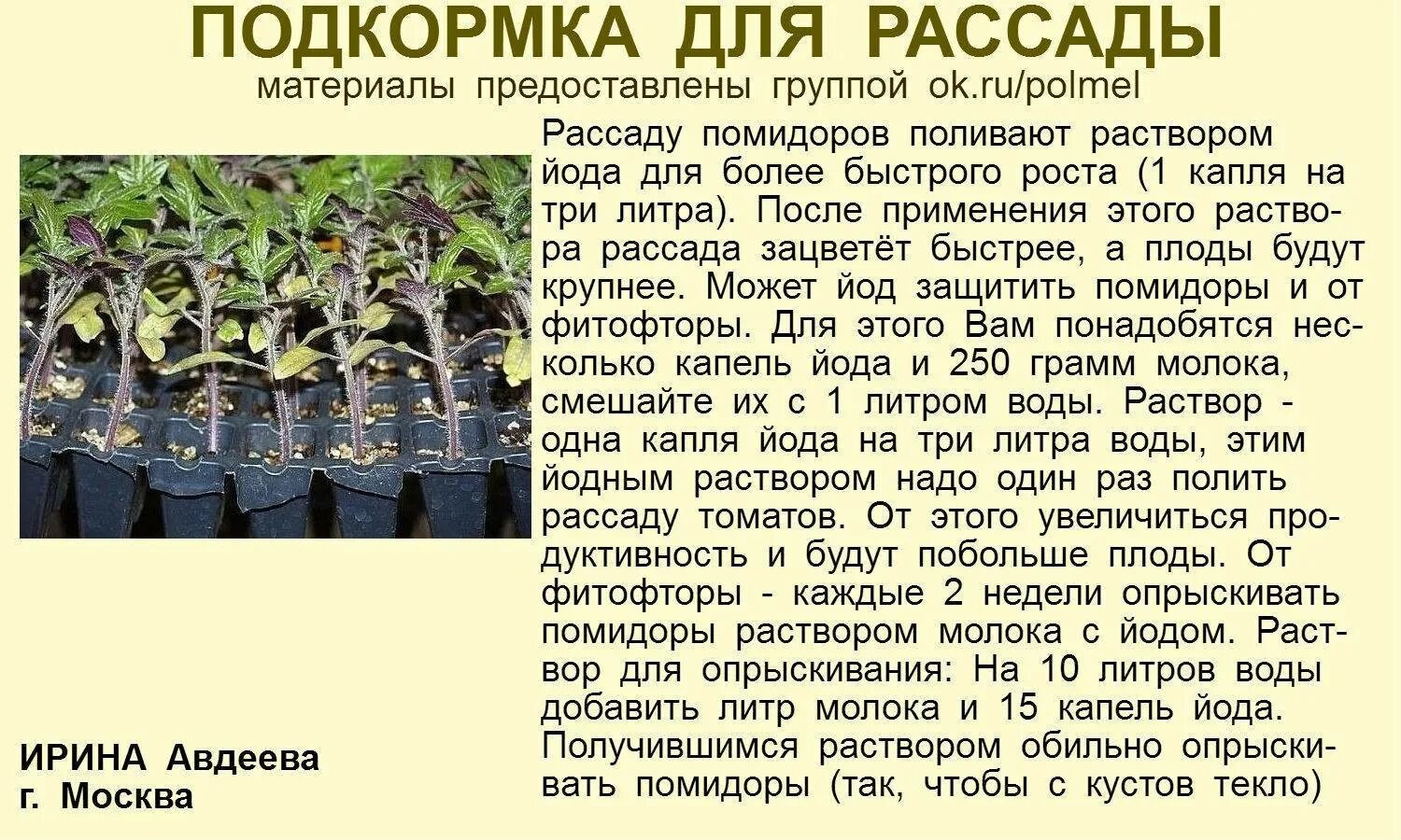 Подкармливание рассады томатов йодом. Рассада томатов подкормка йодом. Полив рассады томатов йодом. Подкормка рассады помидор йодом