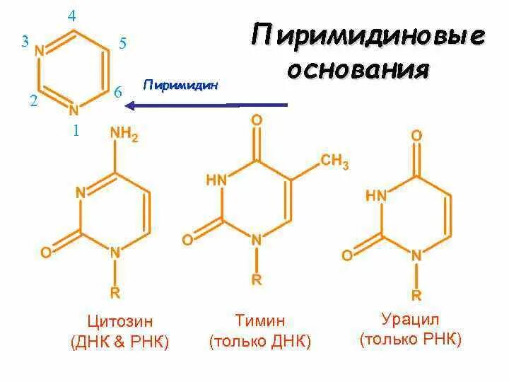 Рнк тимин урацил. Структурная формула цитозина. Пиримидиновые основания урацил Тимин цитозин. Урацил структурная формула. ДНК урацил Тимин цитозин.
