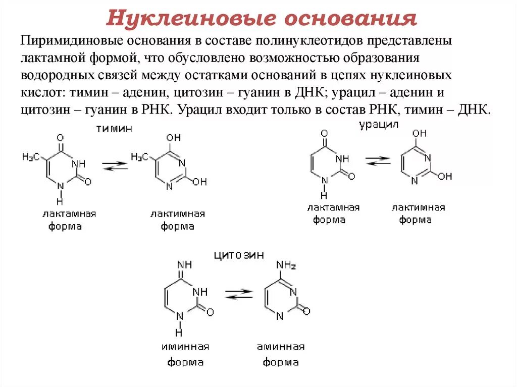 Структура и функция пуриновых и пиримидиновых азотистых оснований. Пиримидиновые основания урацил Тимин цитозин. Пуриновые и пиримидиновые основания связи. Цитозин и Тимин пиримидинлаве основания.