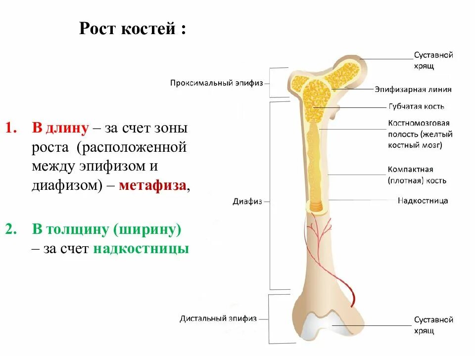 Какая структура обеспечивает кости в ширину. Строение трубчатой бедренной кости. Эпифиз диафиз бедренной кости. Строение кости рост костей. Зона роста трубчатых костей.
