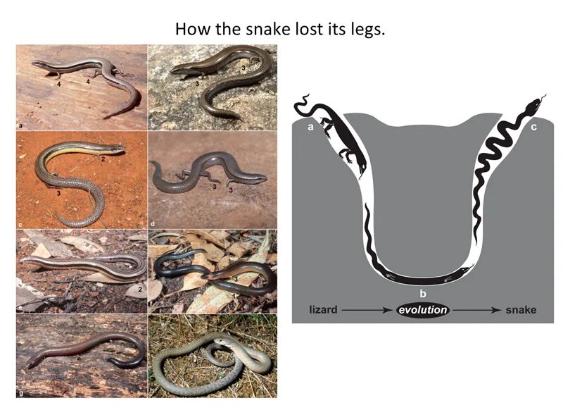 Змея Эволюция. Предки змей. Змеи происхождение. Предок змеи.