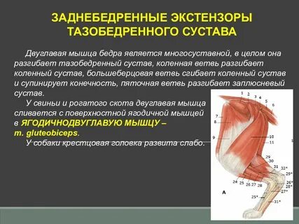 К мышцам бедра относятся