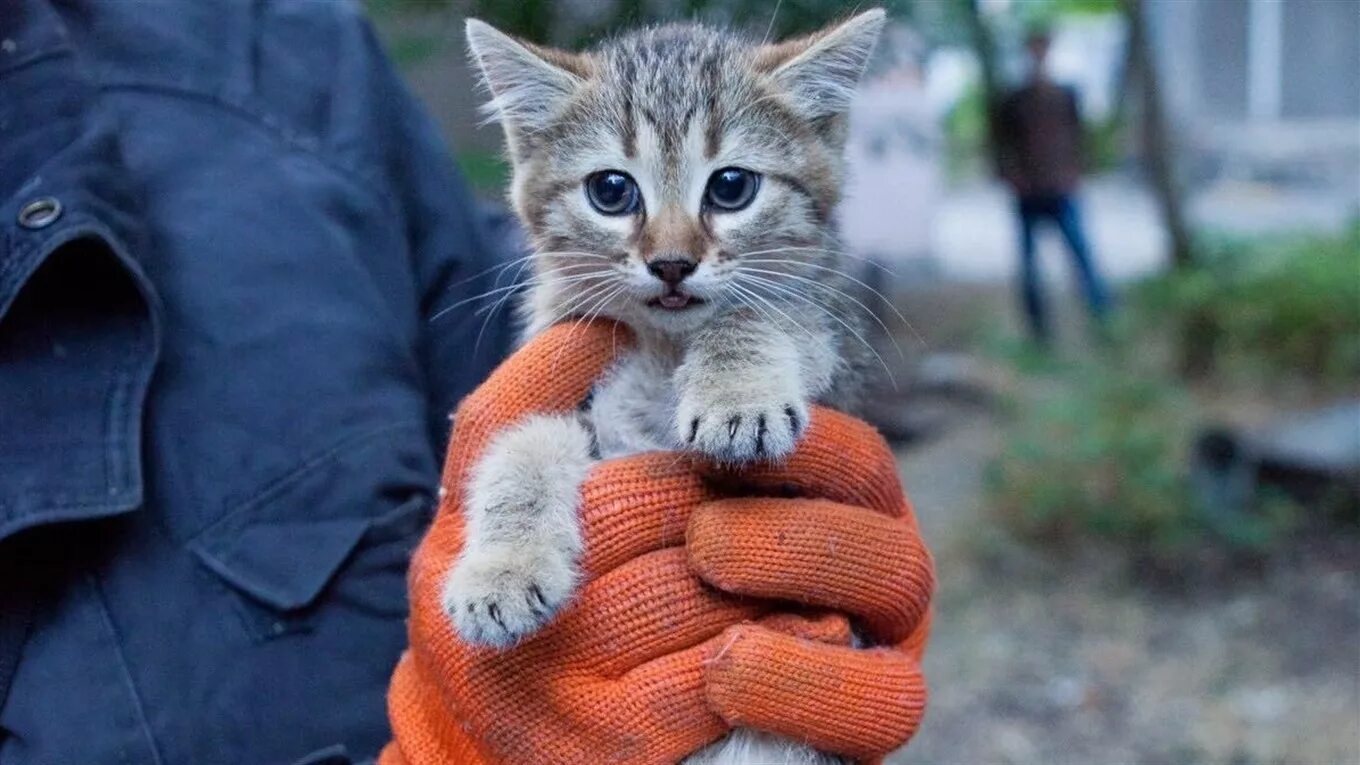 Спасатель с котенком. Спасатель с котенком на руках. Спасение котов и котят. Кошечки спасают