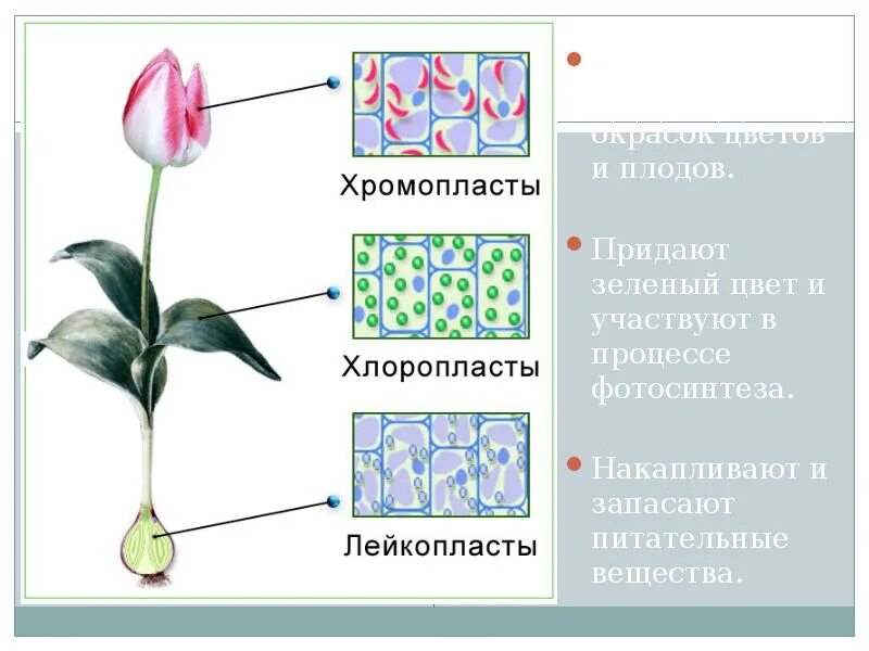 Пластиды клетки растений и животных. Растительная клетка с хлоропласты хромопласты лейкопласты. пластиды (хлоропласты) пластиды (хромопласты) пластиды (лейкопласты). хромопласты в растительных клетках. растения с хромопластами.