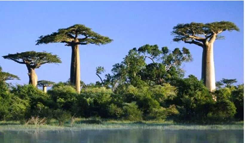 Trees travel. Trees travel