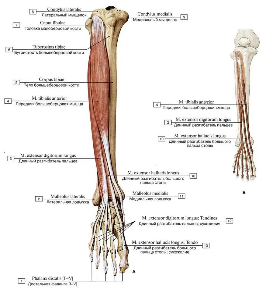Длинный сгибатель стопы. Анатомия мышц голени передняя группа. Передняя большеберцовая мышца голени. Длинный разгибатель пальцев мышца голени. Большеберцовая мышца анатомия.