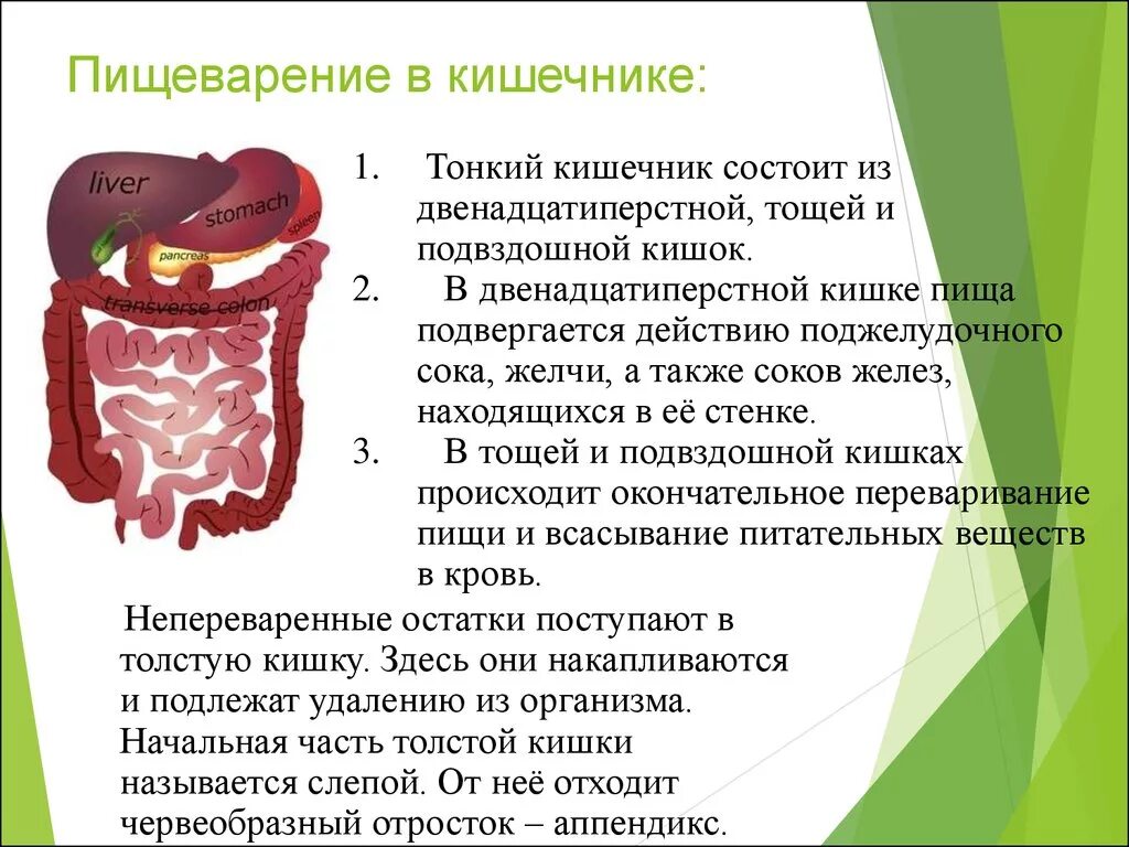 Печень пищеварительный сок. Пищеварительная система процессы тонкий кишечник. Пищеварительная система физиология тонкий кишечник. Пищеварение в толстой кишке схема. Пищеварение в тонком и толстом кишечнике 8 класс.