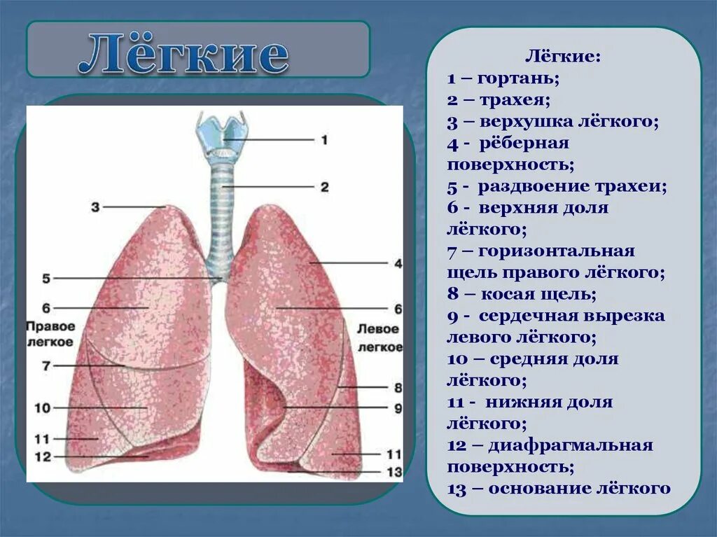 Легкие человека конспект