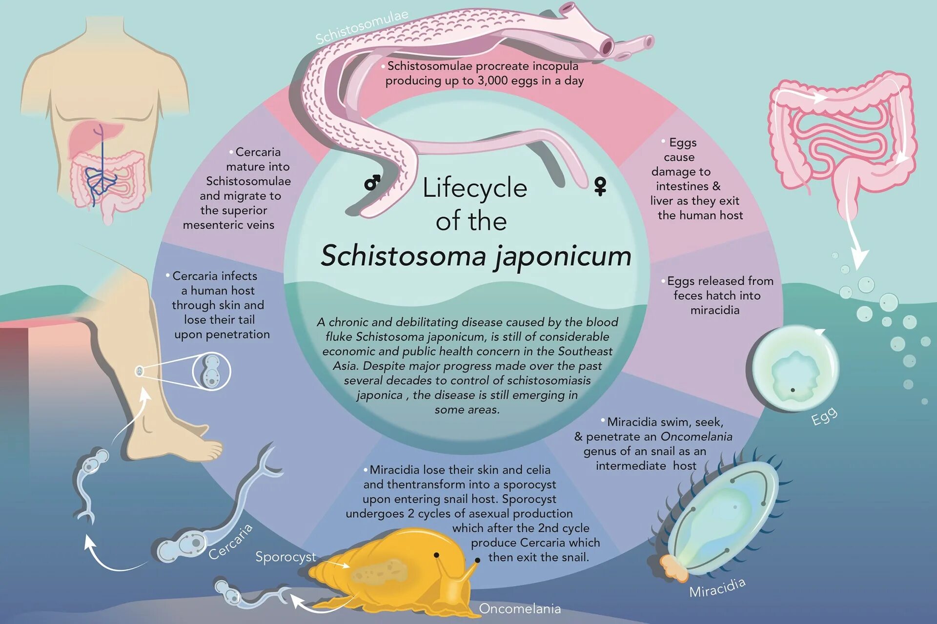 Шистосома японская цикл. Жизненный цикл шистосомы японской. Жизненный цикл трематода Schistosoma japonicum.