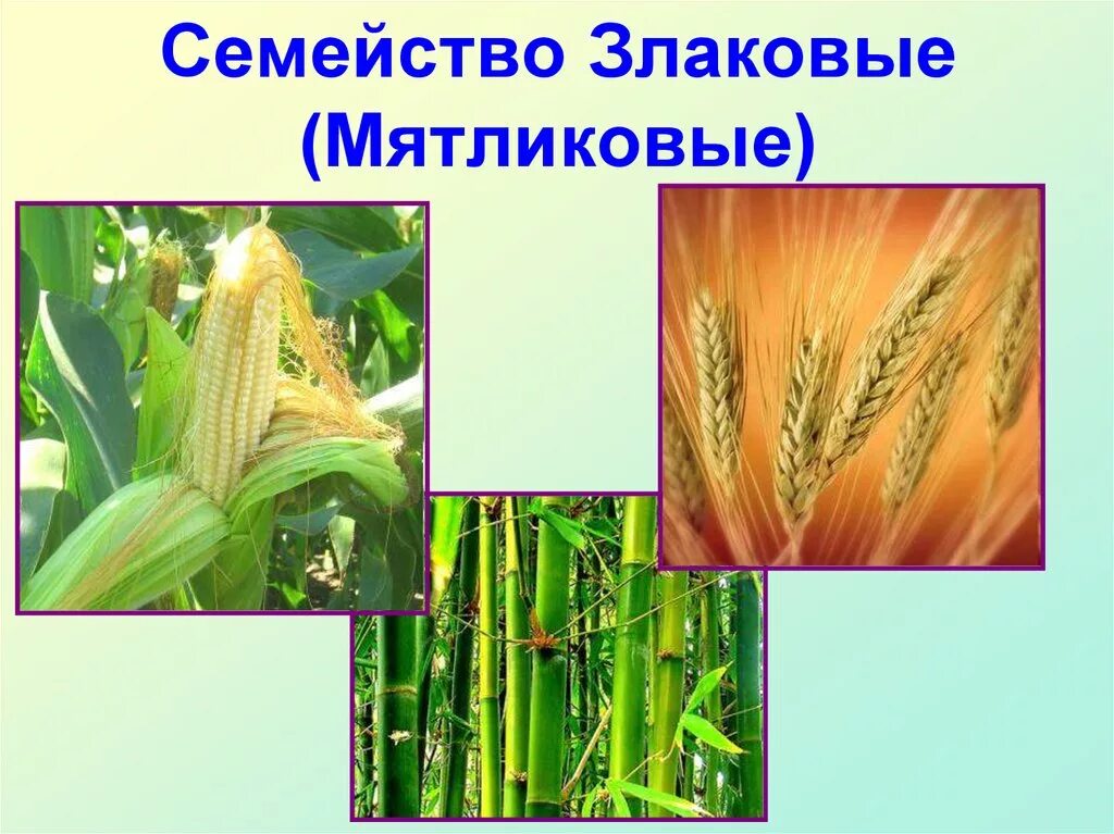 Разнообразие злаков. Семейство злаковые мятликовые. однодольные злаковые представители. однодольные растения злаки. семейство злаковые мятликовые представители.