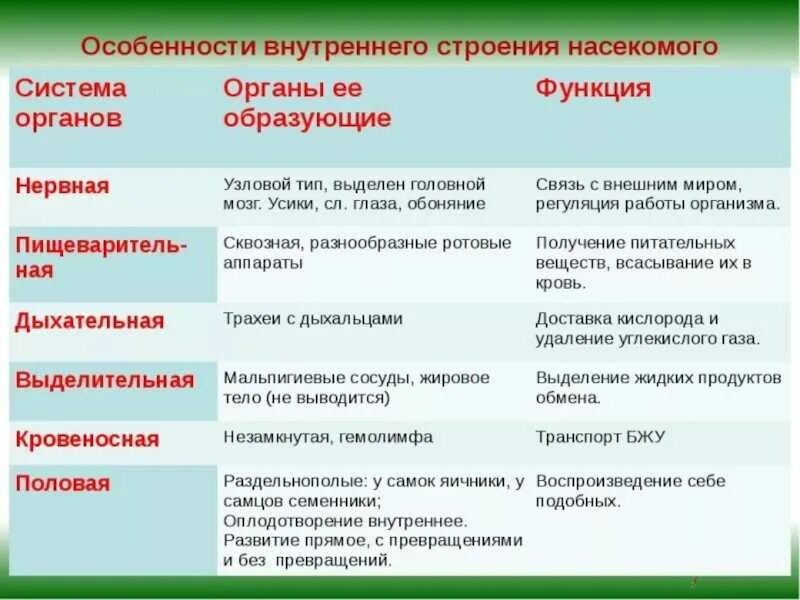 Пищеварительная система насекомых таблица. Таблица по биологии 7 класс система органов насекомых. системы органов насекомых таблица 7 класс биология. таблица по биологии система органов органы функции насекомых. система органов органы и функции биология 7 класс.