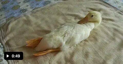 Утка лежит