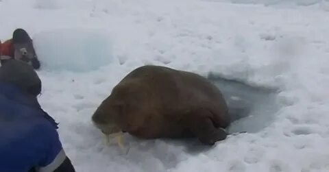 Вахтовики медведя