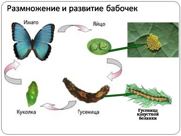 Цикл развития насекомых бабочки. Жизненный цикл развития бабочки. Жизненный цикл бабочки капустницы. Последовательность этапов развития бабочки. Стадия развития капустной белянки