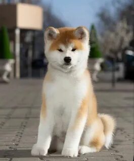 Хатико порода кошек