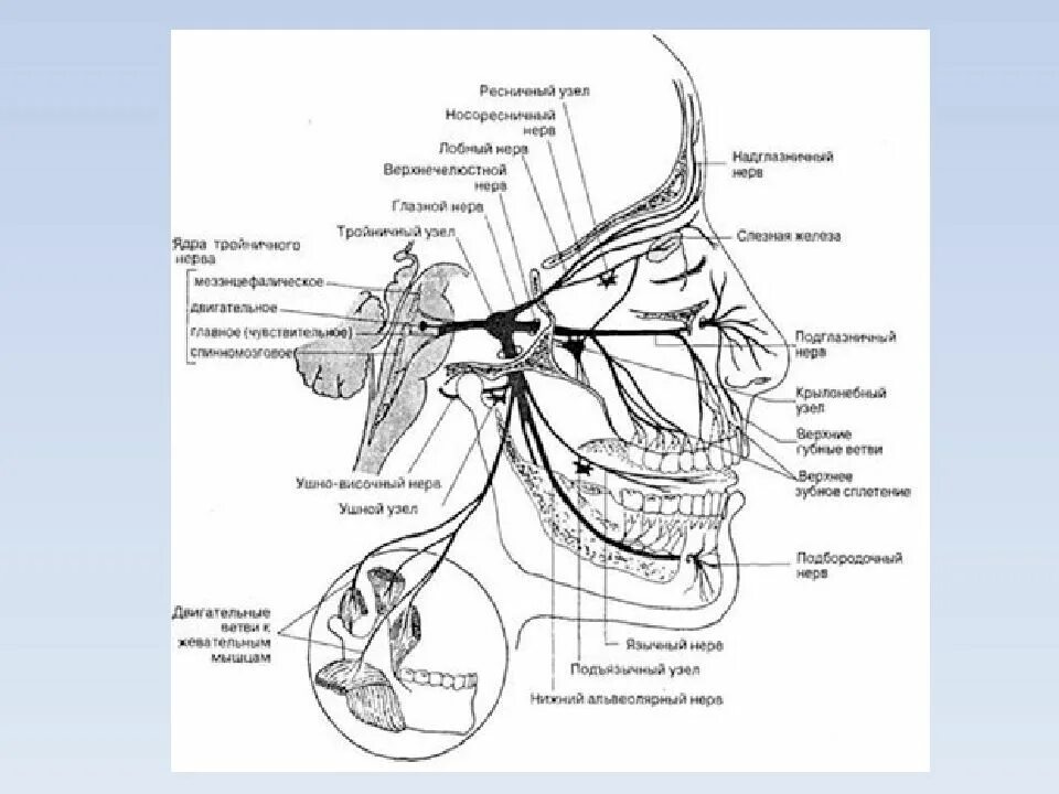 Тройничный нерв анатомия. Тройничный нерв и его ветви. Тройничный нерв Воролиев мост. Тройничный нерв рисунок. Тройничный нерв тест