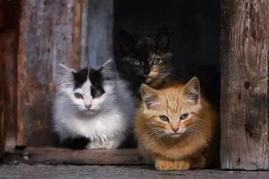 Нет 3 кошки. Котята черный белый рыжий. Три котенка. Котята 3 кота. Три котенка белый черный рыжий.