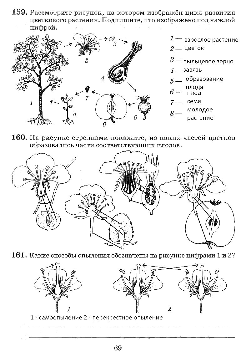 Часть цветка 6 класс впр. Биология 6 класс тетрадь Пасечник задания. Рабочая тетрадь по биологии 6 класс Пасечник цветок. Размножение цветковых растений схема.