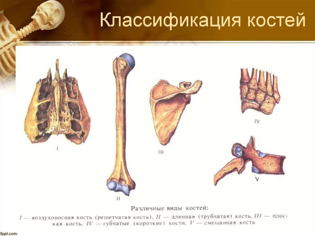 Кости трубчатые губчатые плоские смешанные. Типы костей человека. Классификация костей анатомия человека анатомия. Классификация костей трубчатые губчатые.
