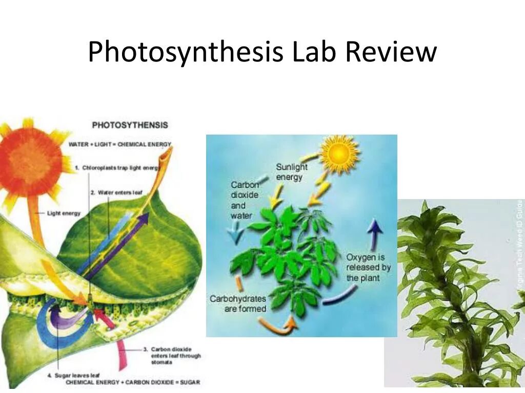 Алоэ фотосинтез. Фотосинтез. Photosynthesis Lab. Фотосинтез подсолнуха. Photosynthesis process.