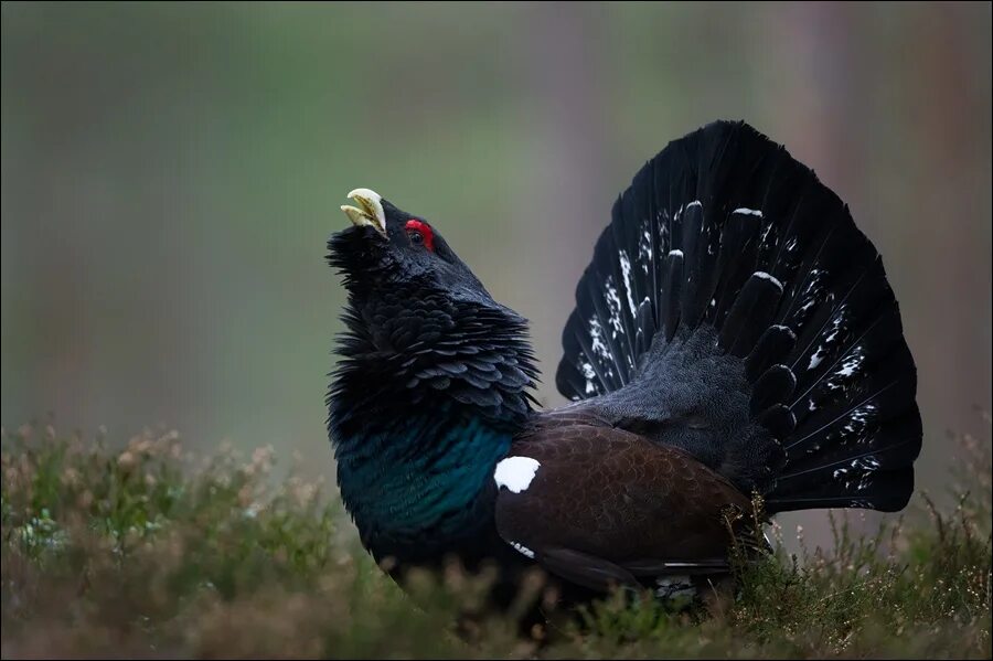 Глухарь (Tetrao urogallus). Чернобрюхий Глухарь. Чернобрюхий Глухарь Tetrao urogallus Major. Глухарь - Capercaillie.