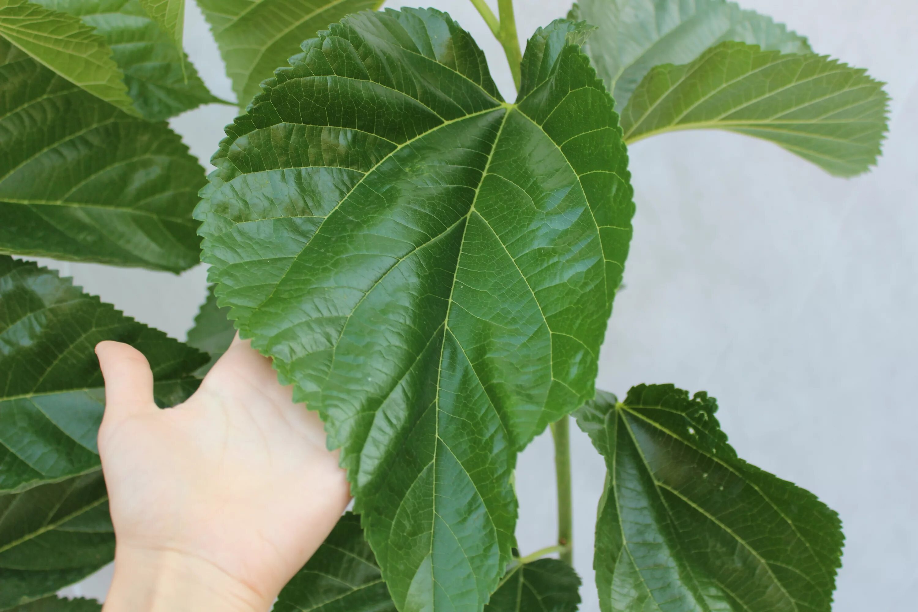 Как выглядят листья тутовника Pin by Amber Bracken on Tattoo Inspirations Mulberry leaf, Plants, Permaculture