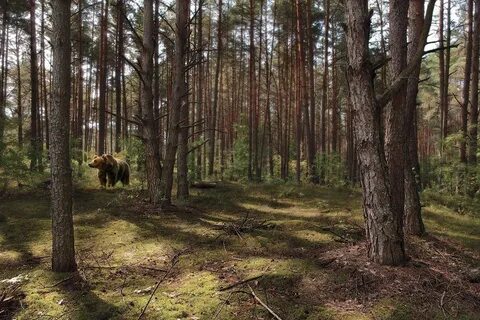 В бору или на бору