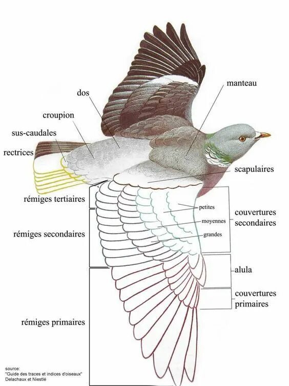 Как называется оперения птицы. Строение крыла птицы. Структура птичьего крыла. Крыло птицы строение. Анатомия птичьего крыла.