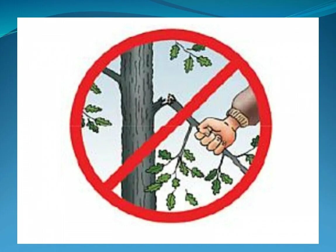 Кто встречается в воде и возле воды. Нельзя драться. Нельзя отдельный. Нельзя ломать ветки деревьев и кустов. Нельзя отдельный.