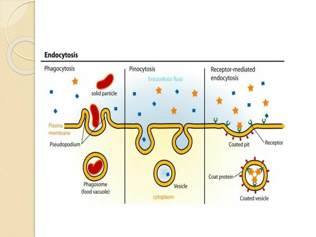 Последовательность эндоцитоза. Эндо и экзоцитоз. Пиноцитоз эндоцитоз экзоцитоз. Фагоцитоз пиноцитоз эндоцитоз экзоцитоз. Эндоцитоз экзоцитоз фагоцитоз это.