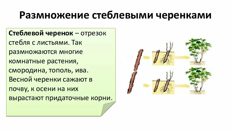 Способы вегетативного размножения деревьев