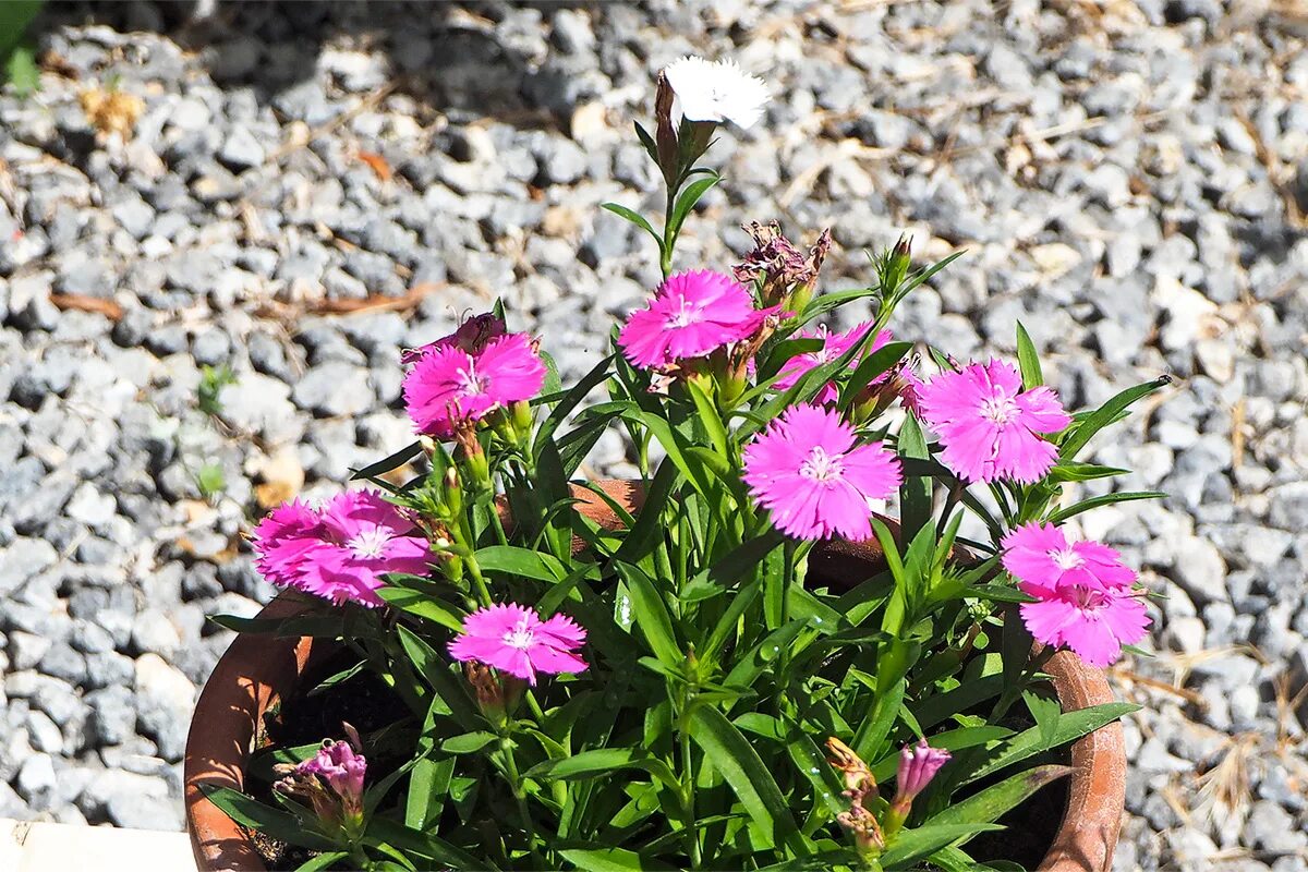 Гвоздика травянка уход. Гвоздика травянка. Гвоздика травянка / Dianthus deltoides "Albus". Гвоздика травянка аллегория.