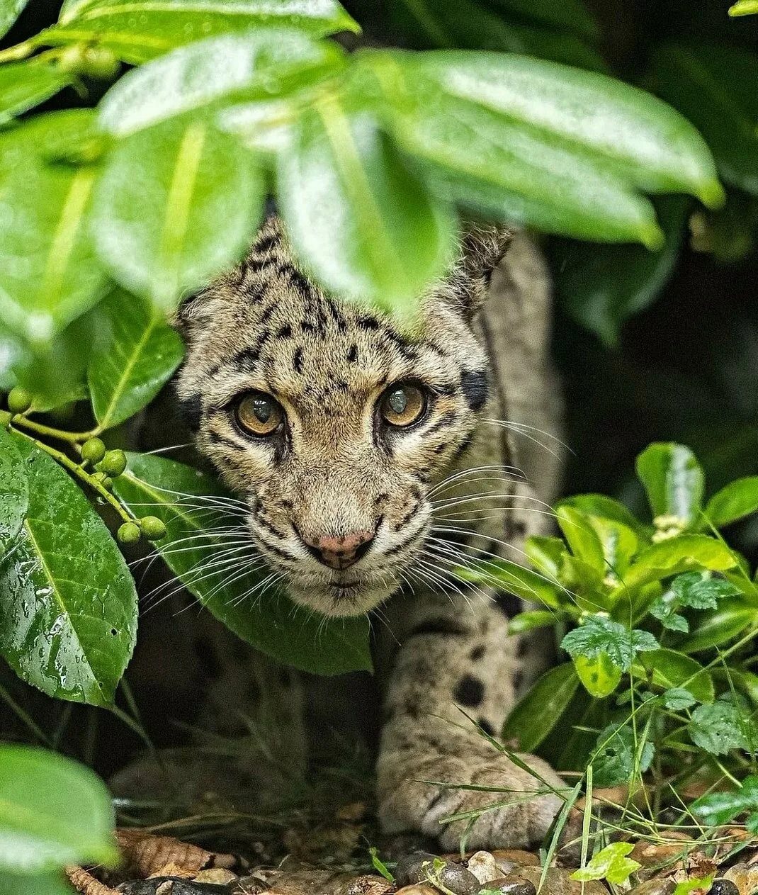 Clouded leopard
