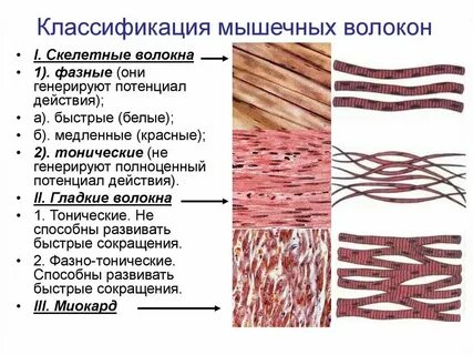 Почему в клетках мышечной ткани нетренированного