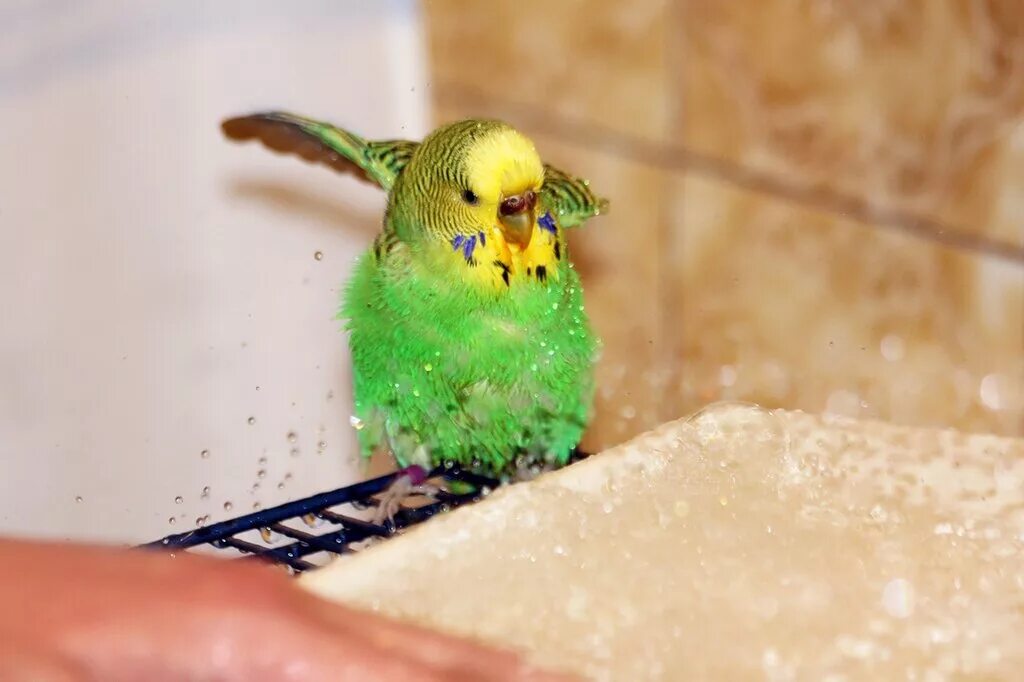 Купалка для попугая волнистого. Клетка для волнистого попугая синяя. Волнистый попугай купается. Волнистый попугайчик купается. Синий волнистый попугай купается.