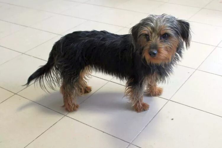 Бич терьер. Такса йоркширский терьер. Помесь йорка и таксы. Такса йоркширский терьер. Такса жесткошерстная дворняга.