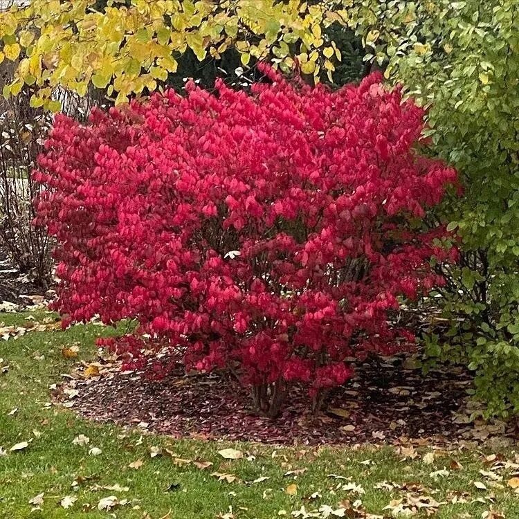 Бересклет крылатый compactus (компактус). Бересклет диаметр. Бересклет крылатый файер болл. Бересклет крылатый компактус. Бересклет европейский ред каскад.