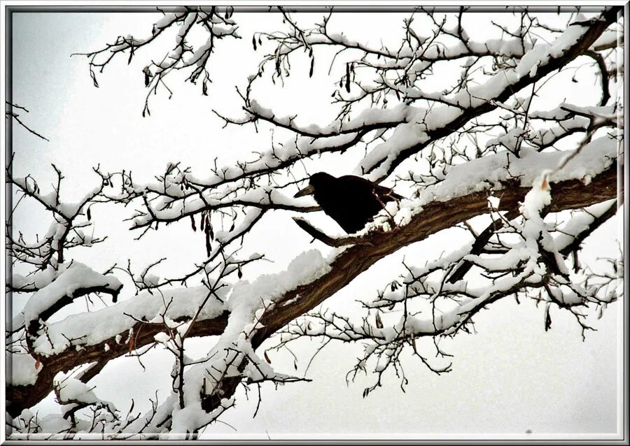 Ворон на дереве. Птицы сидят на верхушках деревьев. Ворон на ветке зима. Ворона на снегу. Много птиц на дереве.