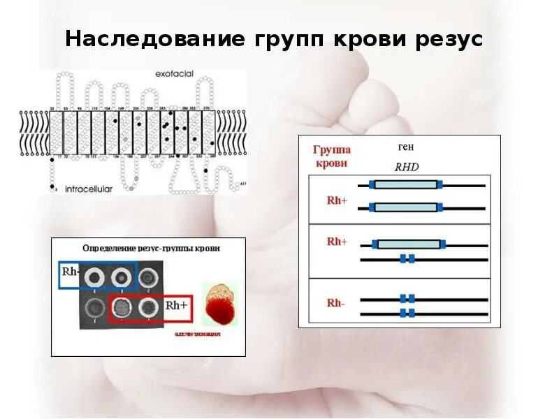 Наследственная группа крови и резус-фактор. Гены резус фактора. Наследование группы крови системы резус фактор. Гены системы резус.